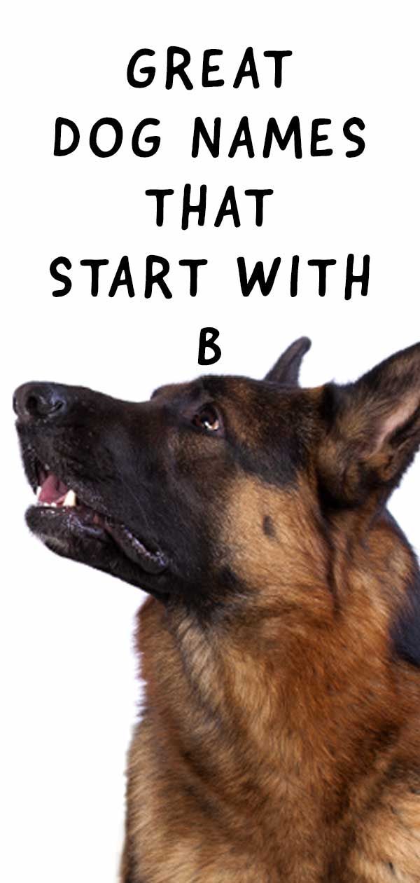 B ile Başlayan Köpek İsimleri - Güzel ve Parlak Fikirler