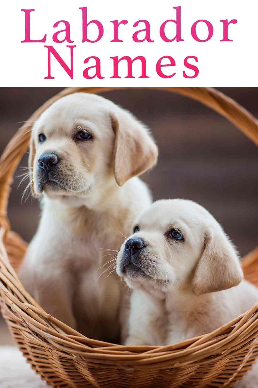 Imena labradorcev - več kot 300 imen laboratorijev rumene, črne in čokolade