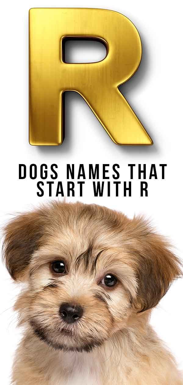 कुत्ते के नाम जो आर से शुरू होते हैं