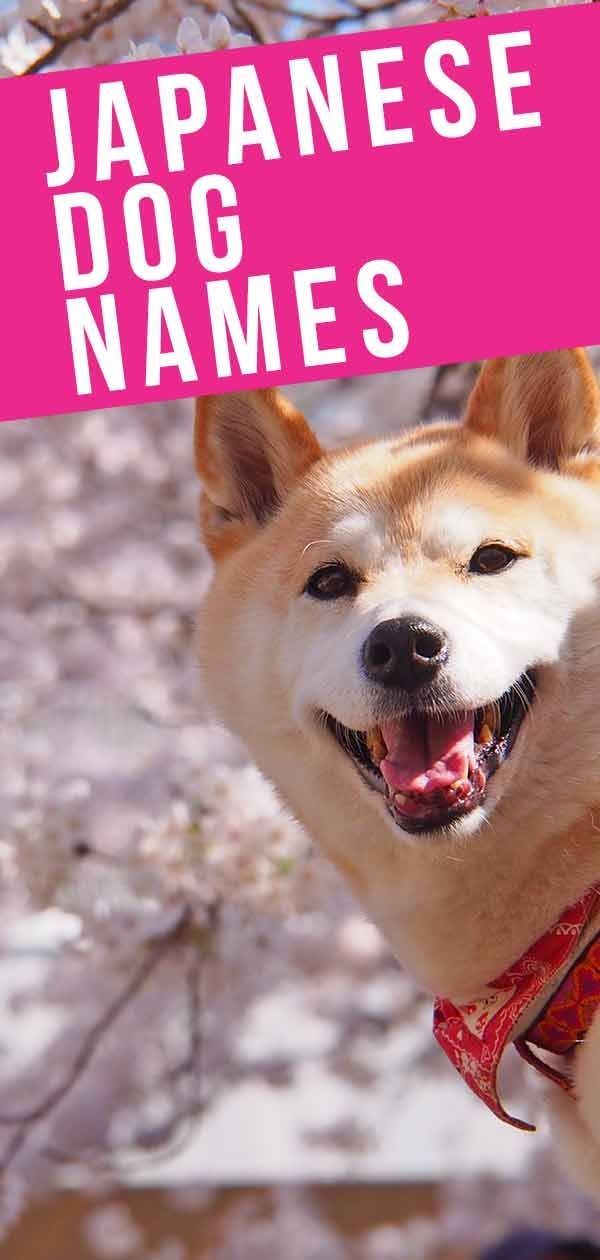 Japāņu suņu vārdi - vairāk nekā 200 suņu vārdi, kurus iedvesmojusi Japāna