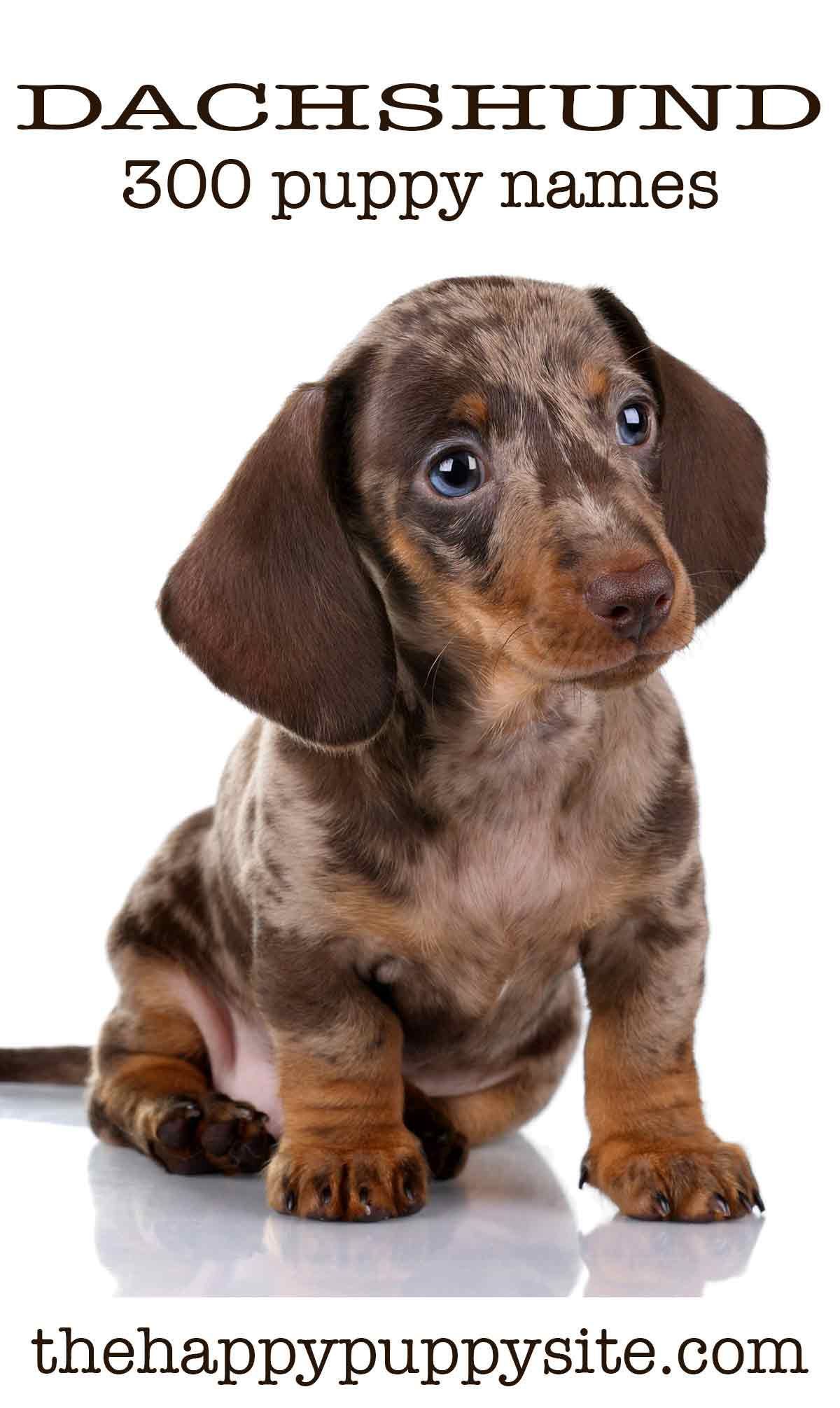 Taksų vardai - 300 idėjų, kaip pavadinti savo Wiener šunį