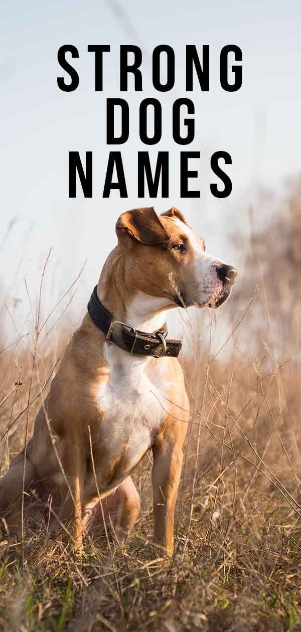 أسماء الكلاب القوية - أسماء مثالية للحيوانات الأليفة القوية