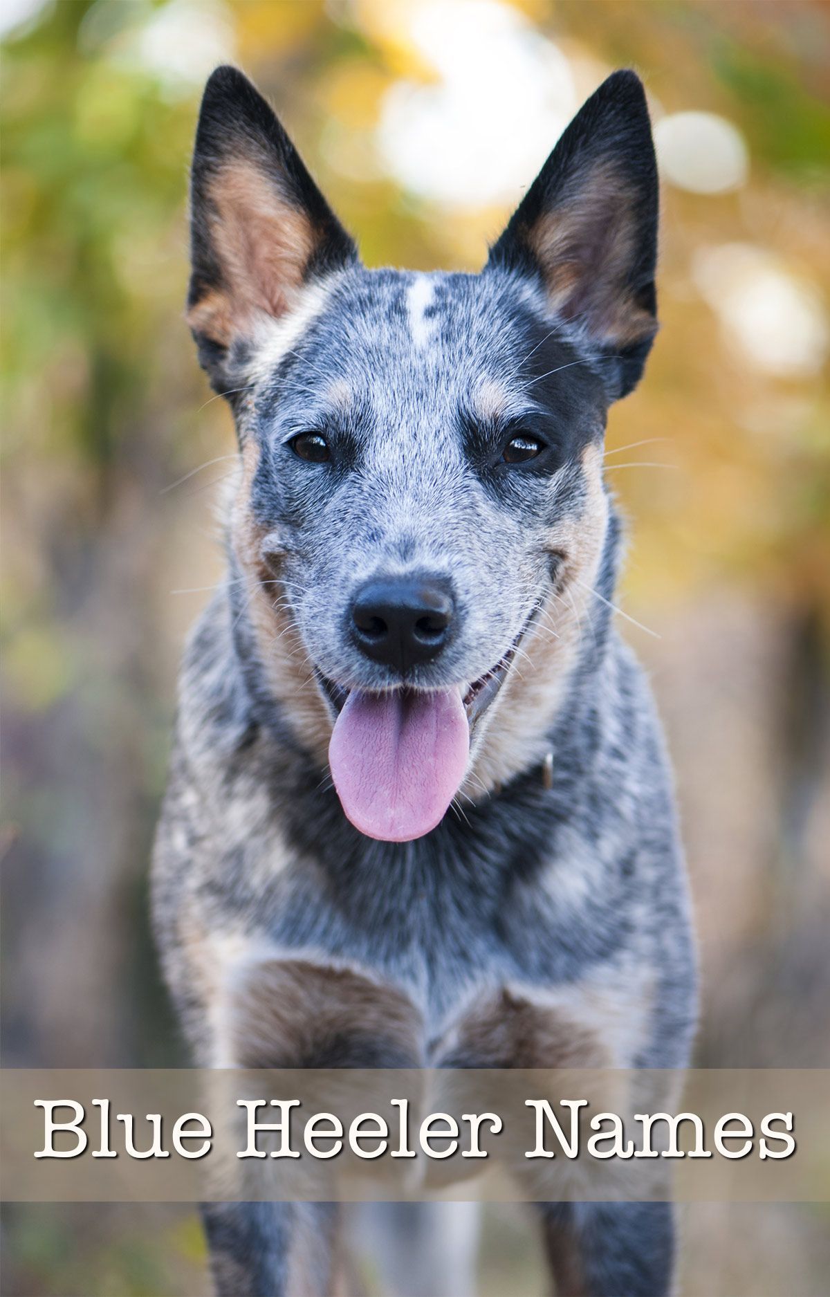 Blue Heeler-namen - 200 briljante ideeën voor puppy's van Australian Cattle Dog
