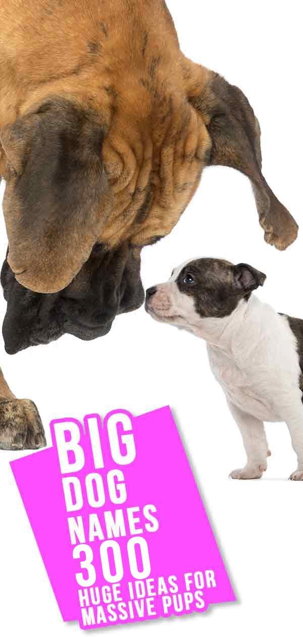 Imena velikih psov - 450+ ogromnih idej za moške in ženske pasme velikih psov