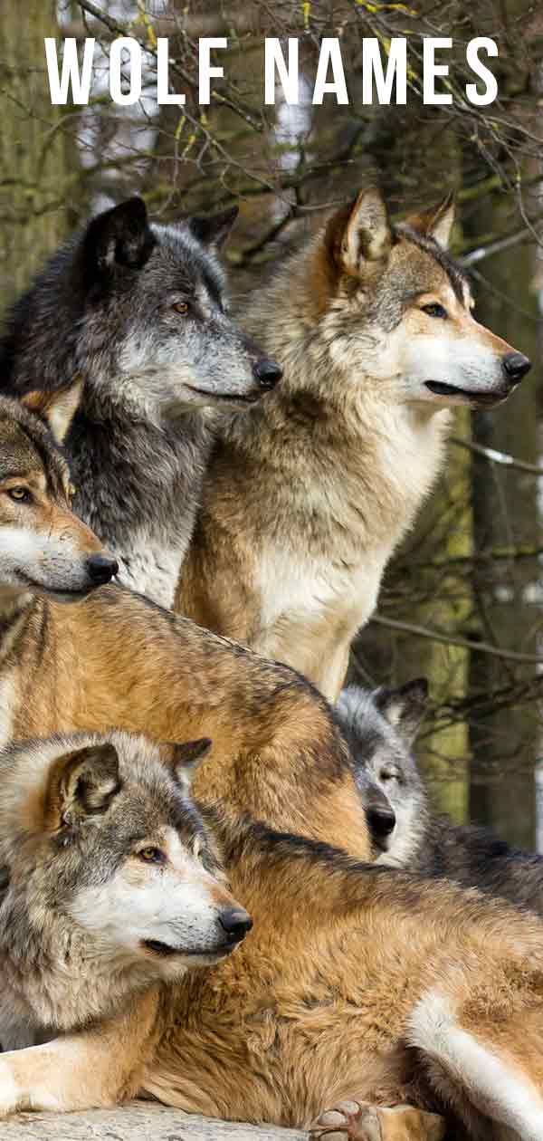 Wolfsnamen - Über 300 Ideen für wilde Namen für Ihren Hund