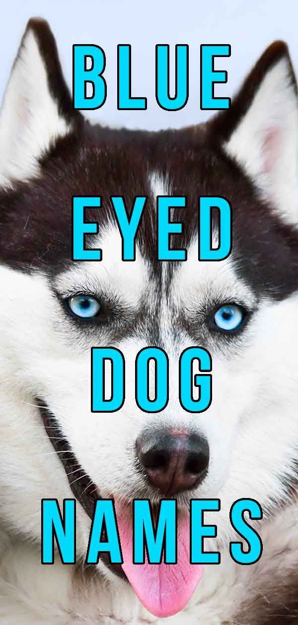 רשימת שמות כלבים כחולי עיניים
