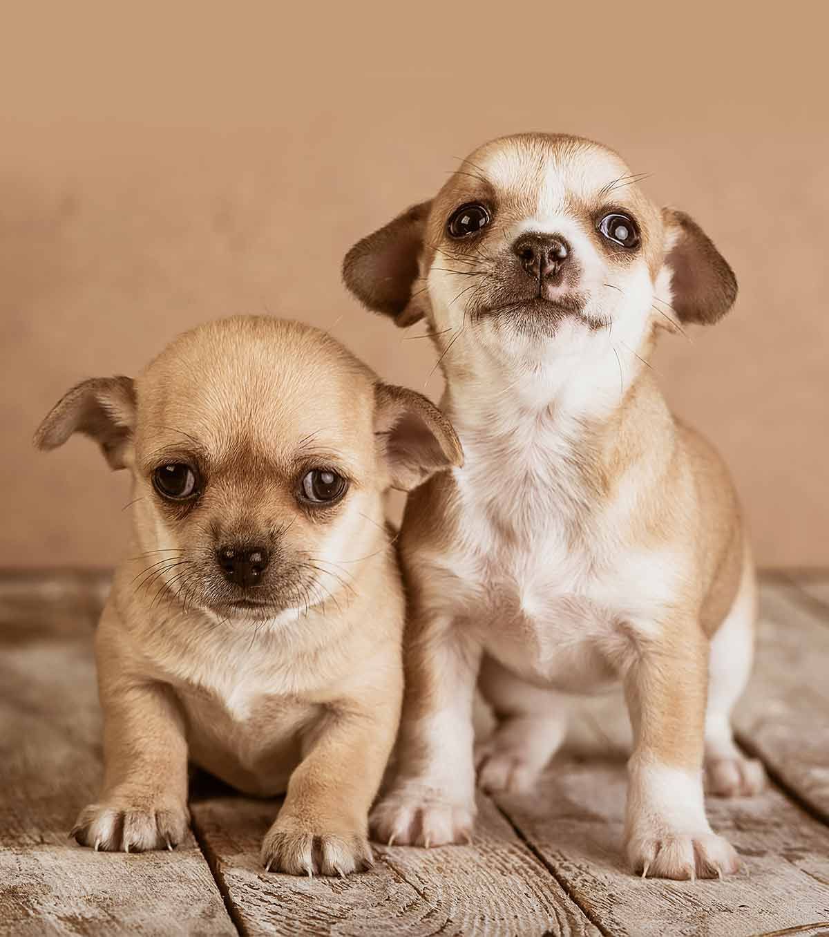 Chihuahua-namn - 300 förtjusande Chihuahua-hundidéer