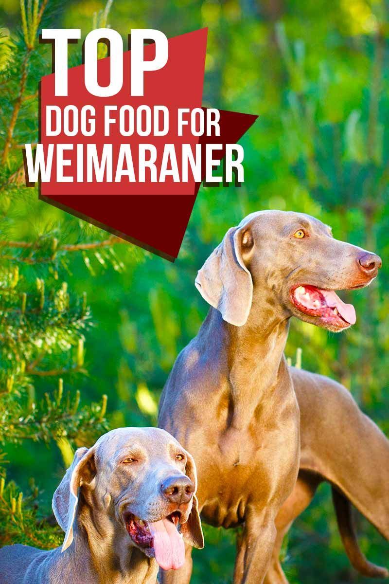 Най-добрите кучешки храни за веймаранери - Отзиви за кучешка храна от The Happy Puppy Site.