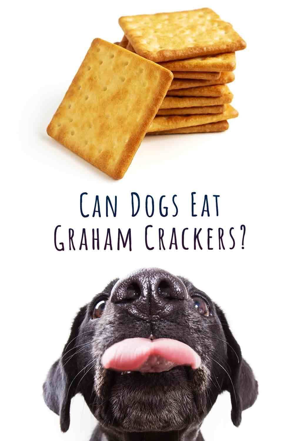 els gossos poden menjar galetes de Graham?