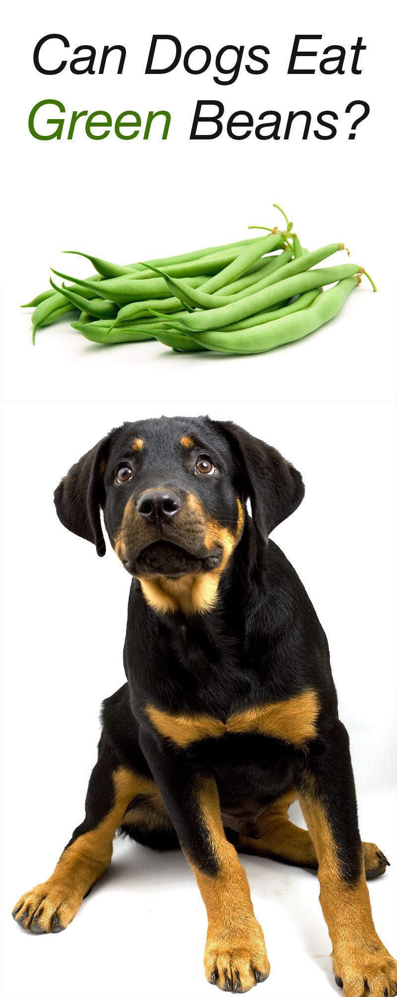 क्या कुत्ते हरी बीन्स खा सकते हैं?