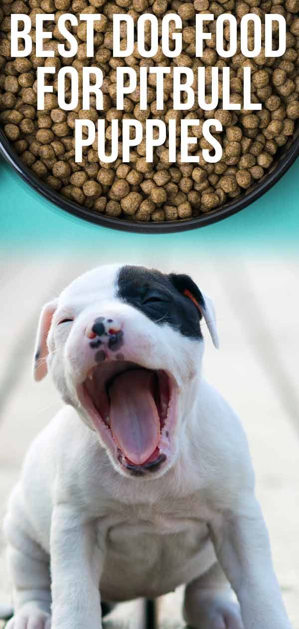 Geriausias šunų maistas Pitbull šuniukams - sveikiausi jūsų šuniuko pasirinkimai