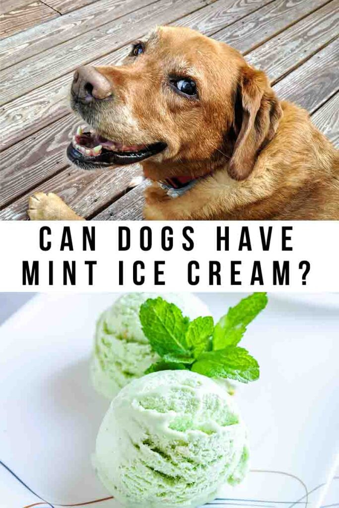   могу ли пси да имају сладолед од менте