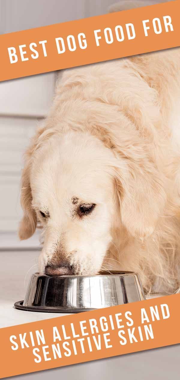 Millor aliment per a gossos per a al·lèrgies cutànies i pell sensible