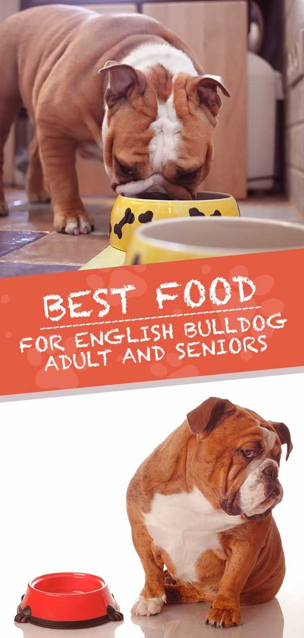 Meilleure nourriture pour les adultes et les chiens âgés de bouledogue anglais