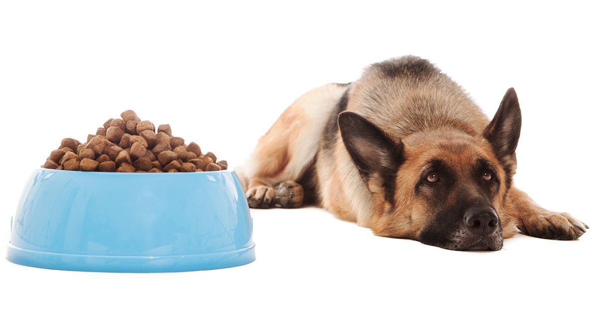 millor menjar per a gossos per a pastors alemanys amb estómacs sensibles