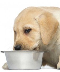 как да нахраните кученцето си с халба