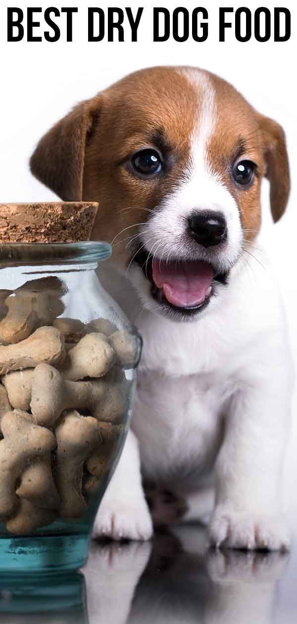 Kibble Crunch'ı Seven Evcil Hayvanlar İçin En İyi Kuru Köpek Maması Seçenekleri