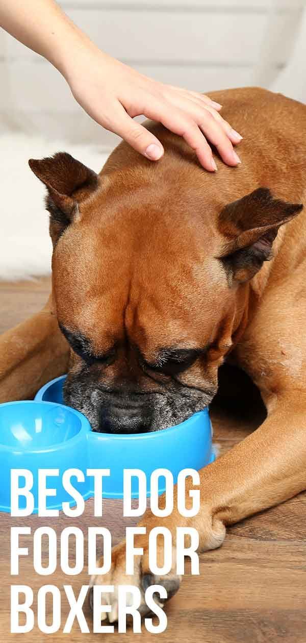 Geriausias šunų maistas boksininkams - sveiki pasirinkimai laimingiems šunims