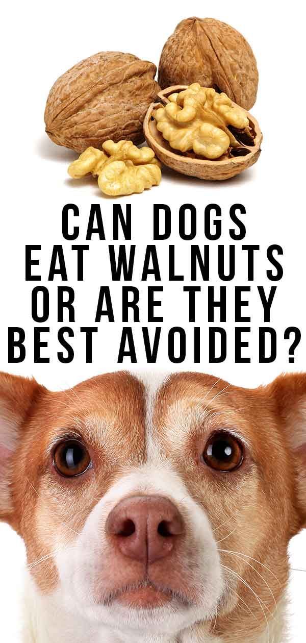 kunnen honden walnoten eten of kunnen ze het beste worden vermeden