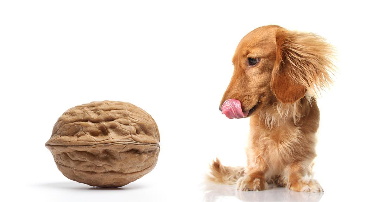 Kunnen honden walnoten eten?