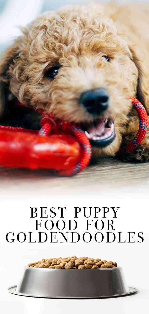 Makanan Anjing Terbaik untuk Goldendoodles