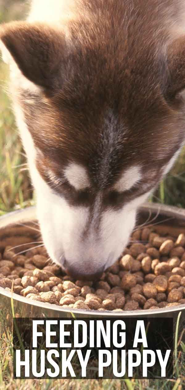 ハスキーの子犬に餌をやる：量、タイミング、食べ物の選択