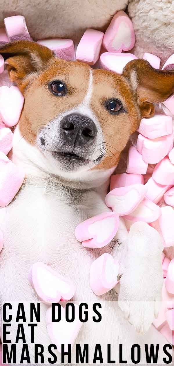 Voivatko koirat syödä vaahtokarkkeja: opas koirille ja vaahtokarkille