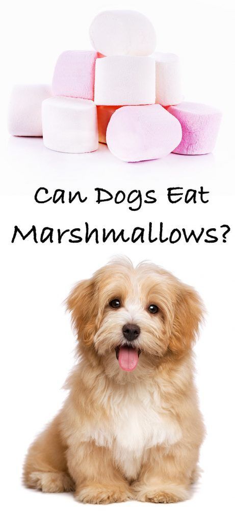 Kan hunde spise marshmallows?