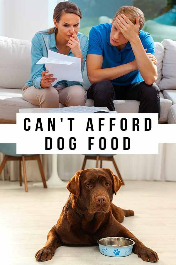 Ar negalite sau leisti šunų maisto? Patarimai, kaip maitinti savo augintinį esant finansinei krizei