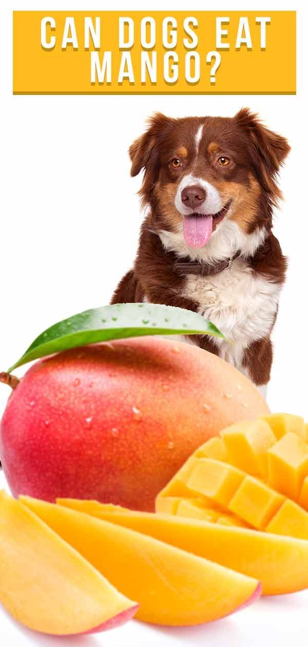 les chiens peuvent-ils manger de la mangue