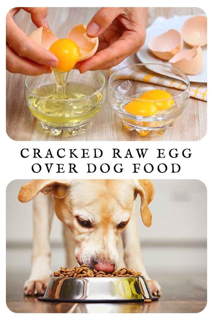   сломљено сирово јаје преко хране за псе
