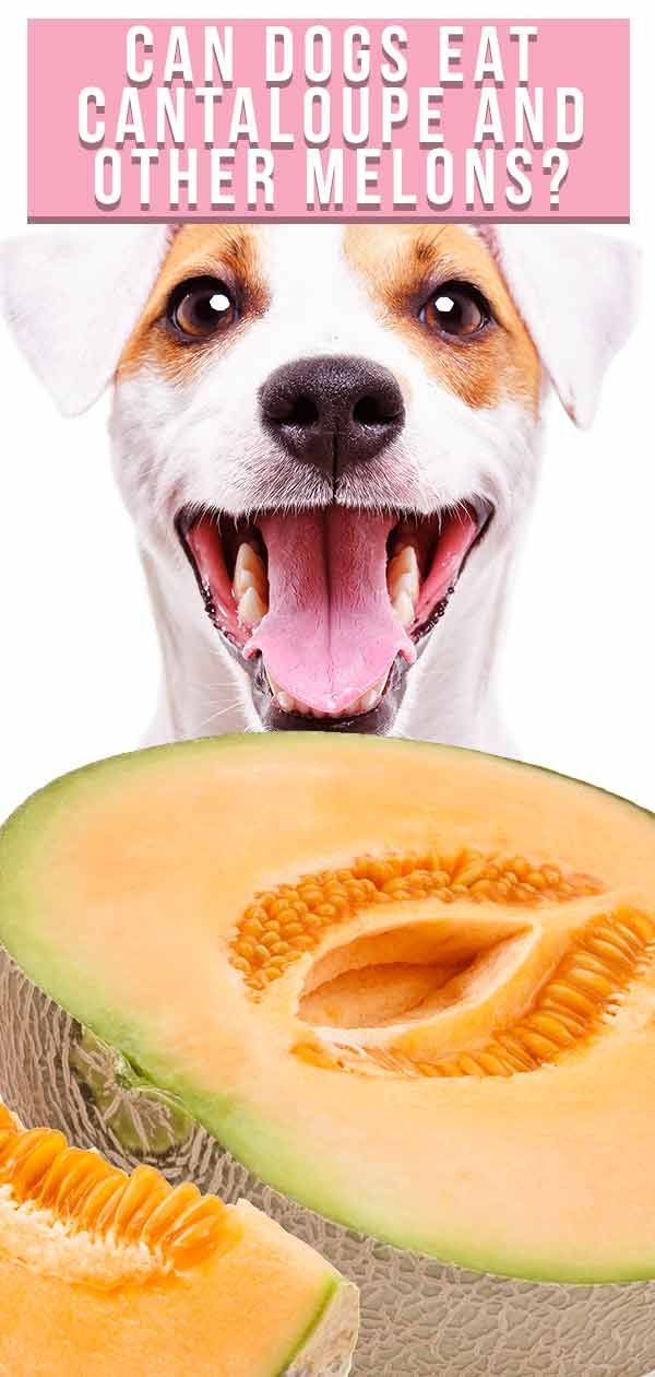 Kunnen honden meloen en meloenen eten - een gids voor meloen voor honden