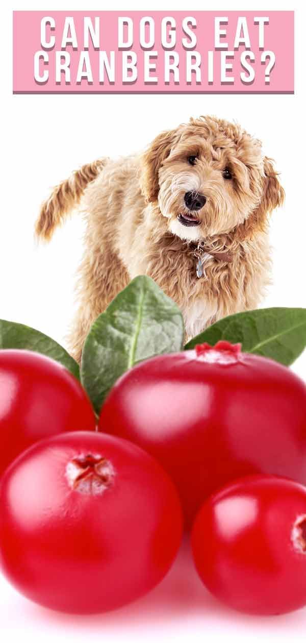 क्या कुत्ते क्रैनबेरी खा सकते हैं