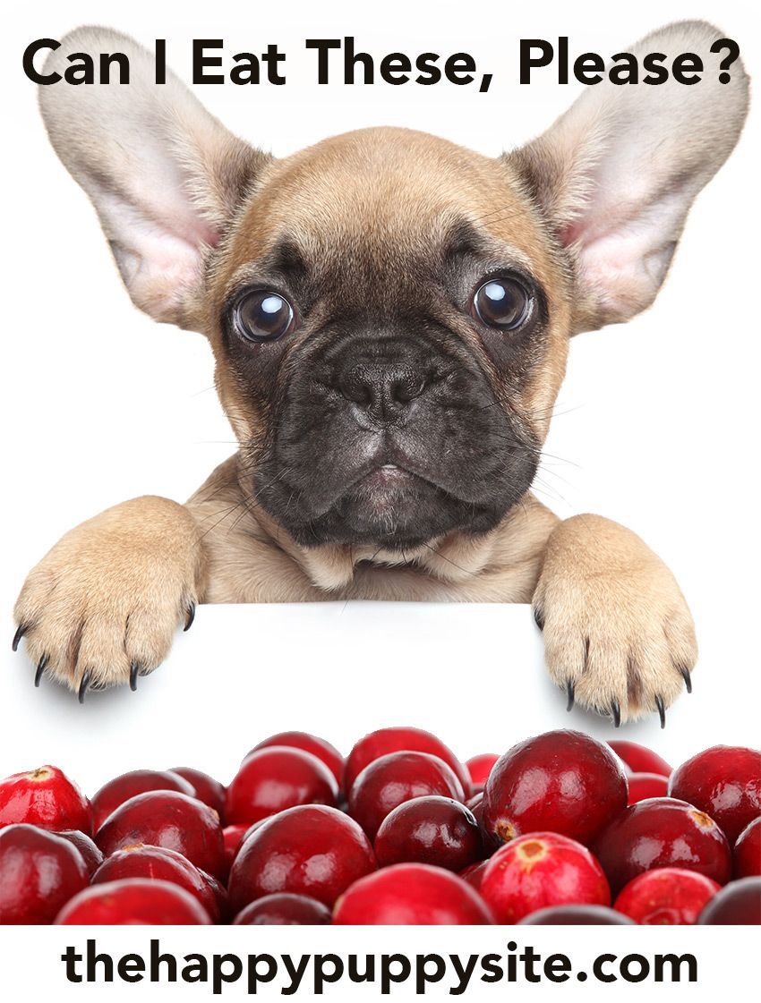 क्या कुत्तों में क्रैनबेरी हो सकती है? लश्कर