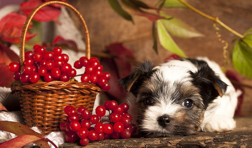 क्या कुत्ते क्रैनबेरी खा सकते हैं? हैप्पी पिल्ला साइट द्वारा सुरक्षित रूप से भोजन के लिए एक गाइड