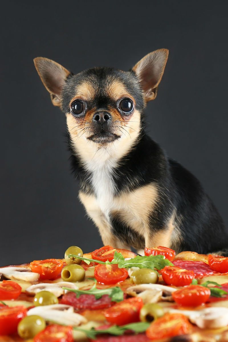 могат ли кучетата да ядат маслини