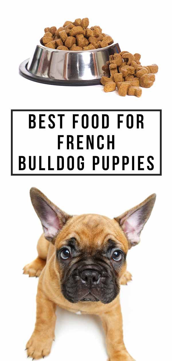 geriausias maistas prancūzų buldogo šuniukui