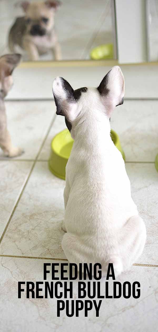 Prancūziško buldogo šuniuko šėrimas - tvarkaraščiai ir kiekiai