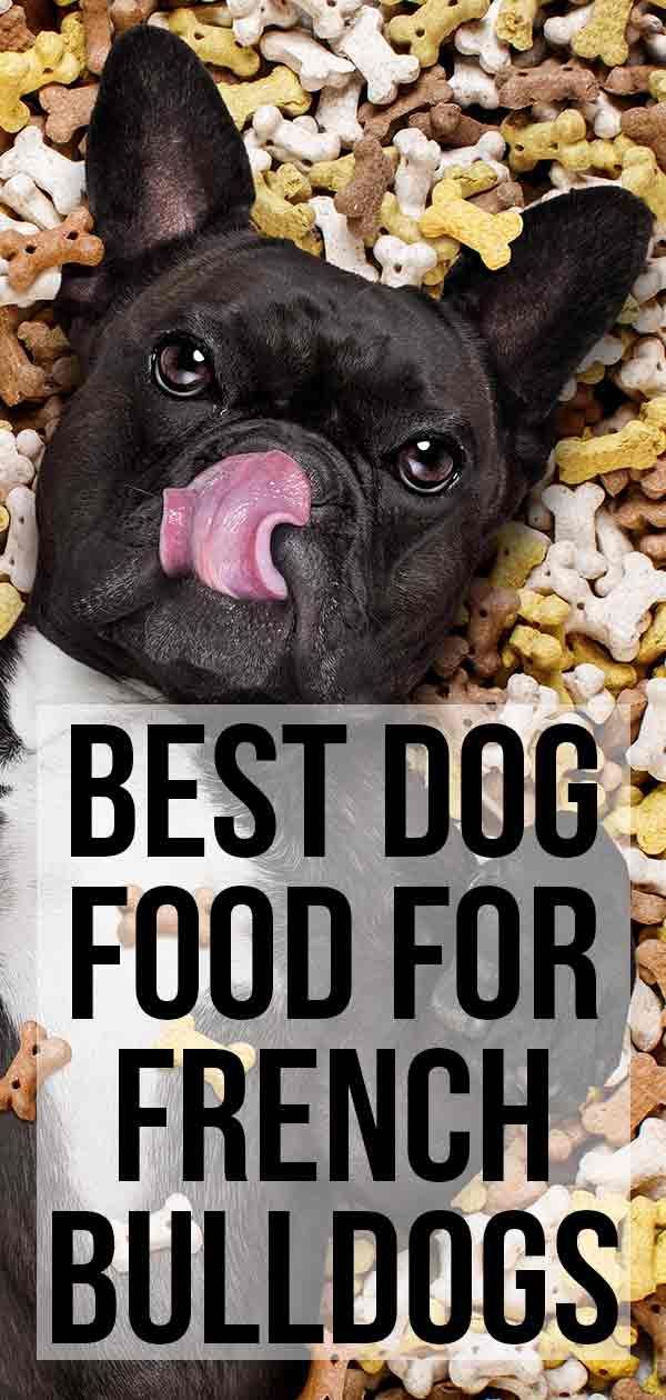 Millor aliment per a gossos per a la salut i el benestar dels bulldogs francesos