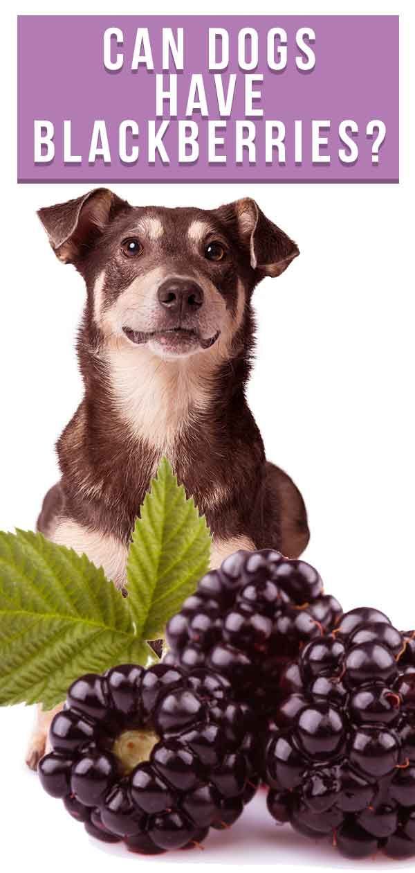 האם כלבים יכולים לקבל אוכמניות? מדריך לכלבים ושחמניות