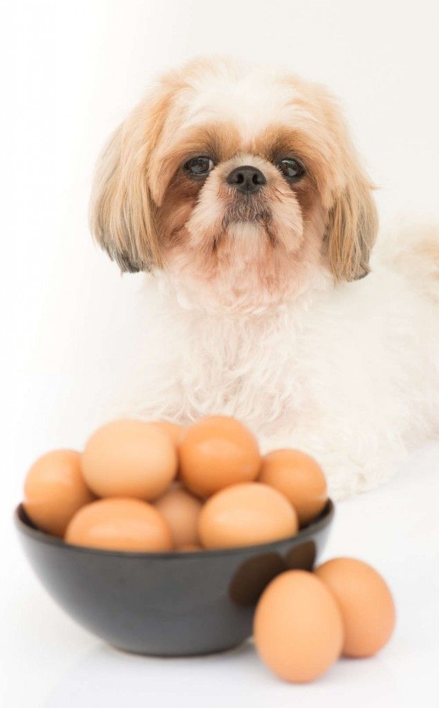 œufs crus comme nourriture pour chiens