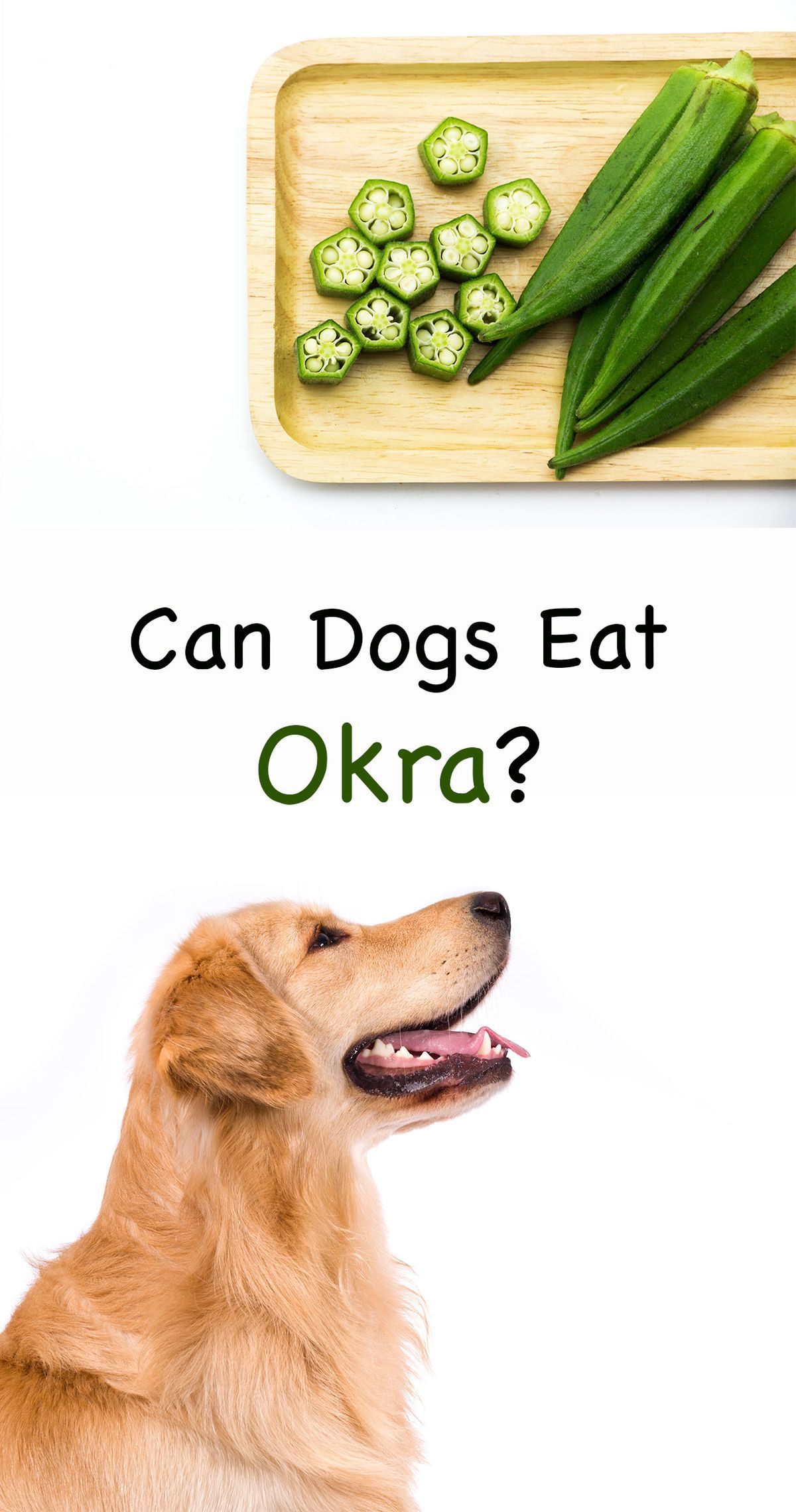 bisakah anjing makan okra