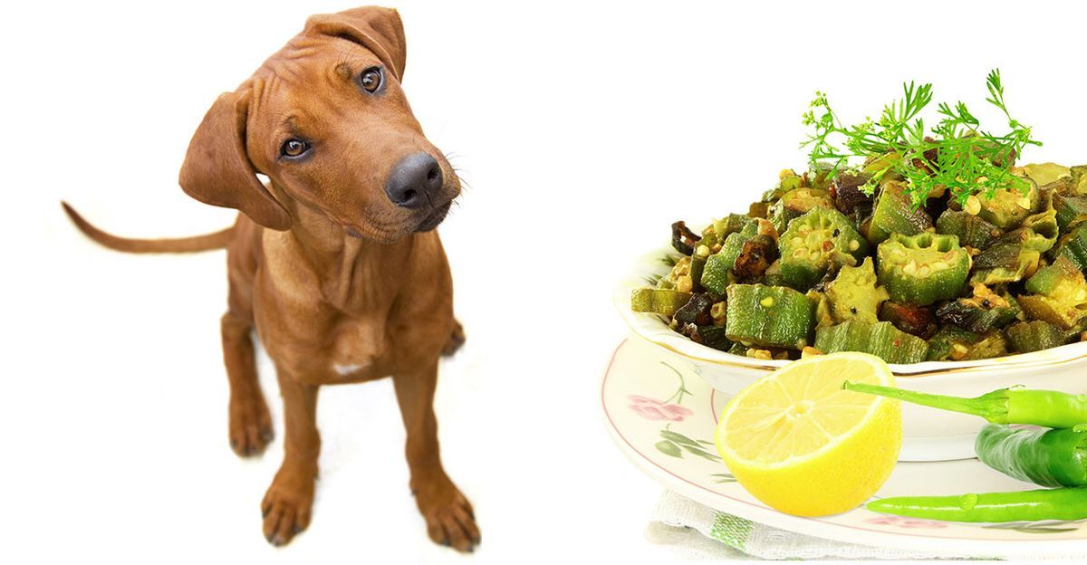 els gossos poden menjar okra?