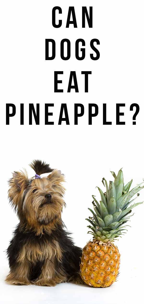 Les chiens peuvent-ils manger de l'ananas? Un guide complet de l'ananas pour les chiens