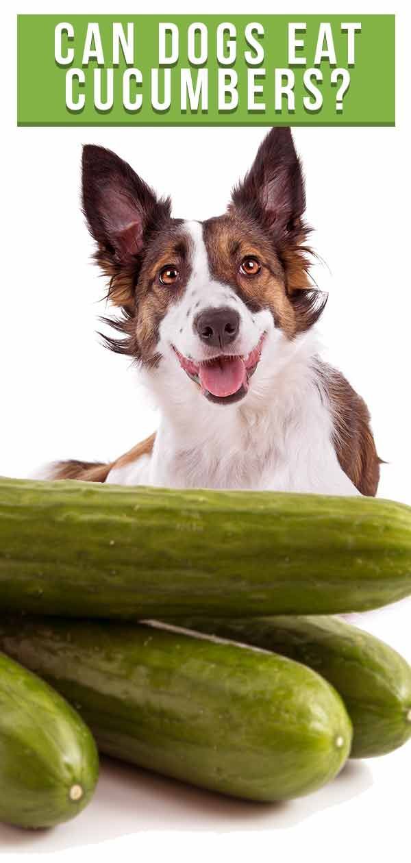 kunnen honden komkommers eten