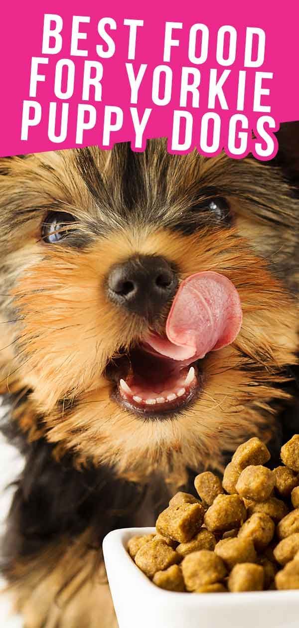 ヨーキー子犬の健康と幸福のための最高の食べ物