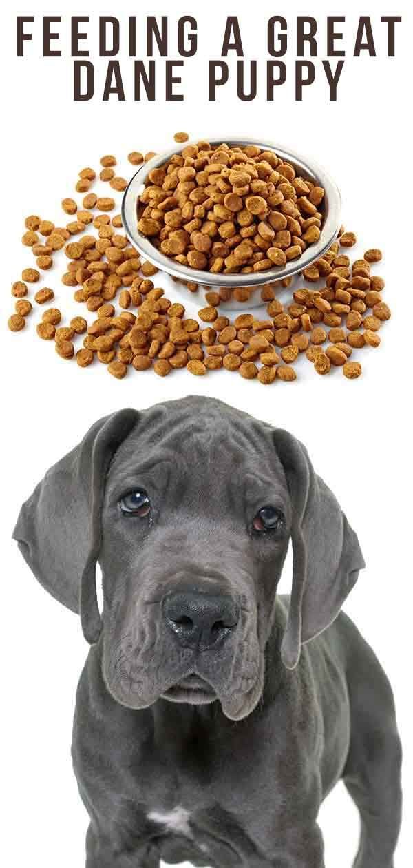 Hranjenje psička nemških dog - urniki za velikanske pasme