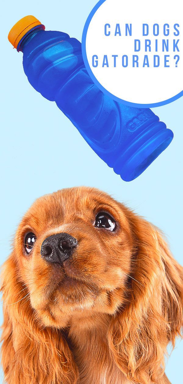 สุนัขสามารถดื่มเกเตอเรด - นี่คือเครื่องดื่มที่ปลอดภัยสำหรับสุนัขหรือไม่?