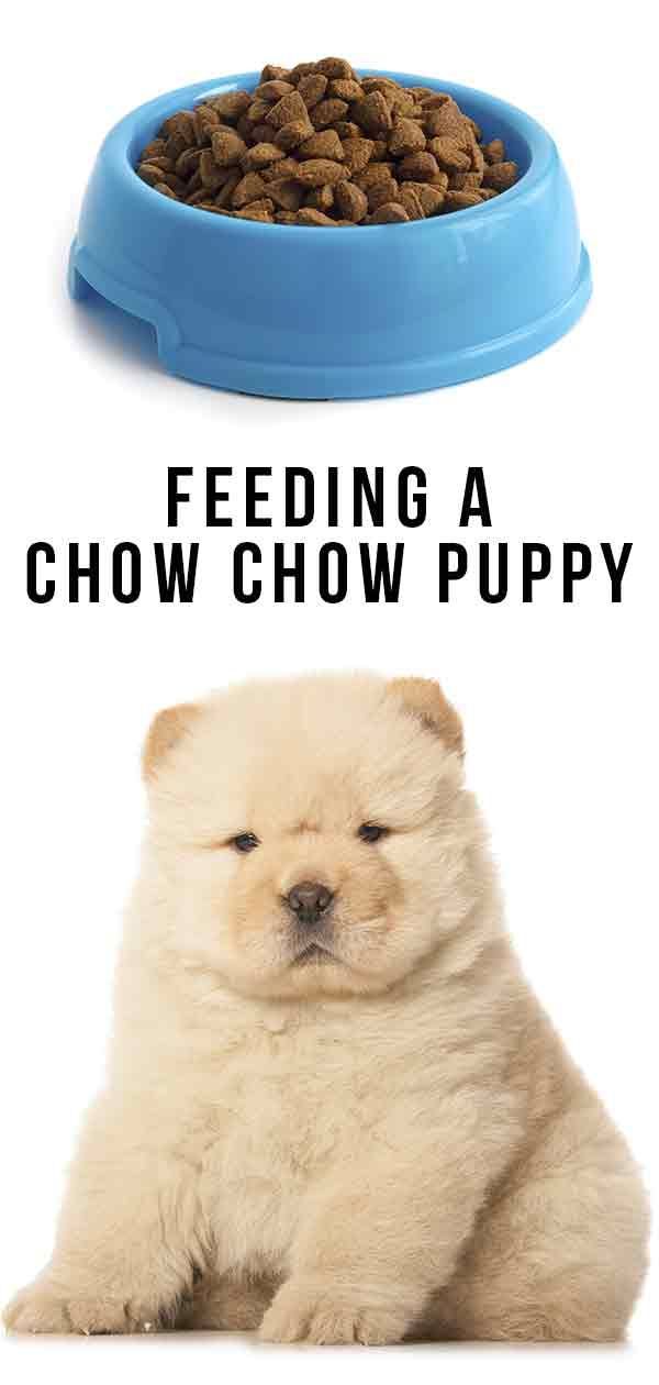 Alimentar un cadell de Chow Chow