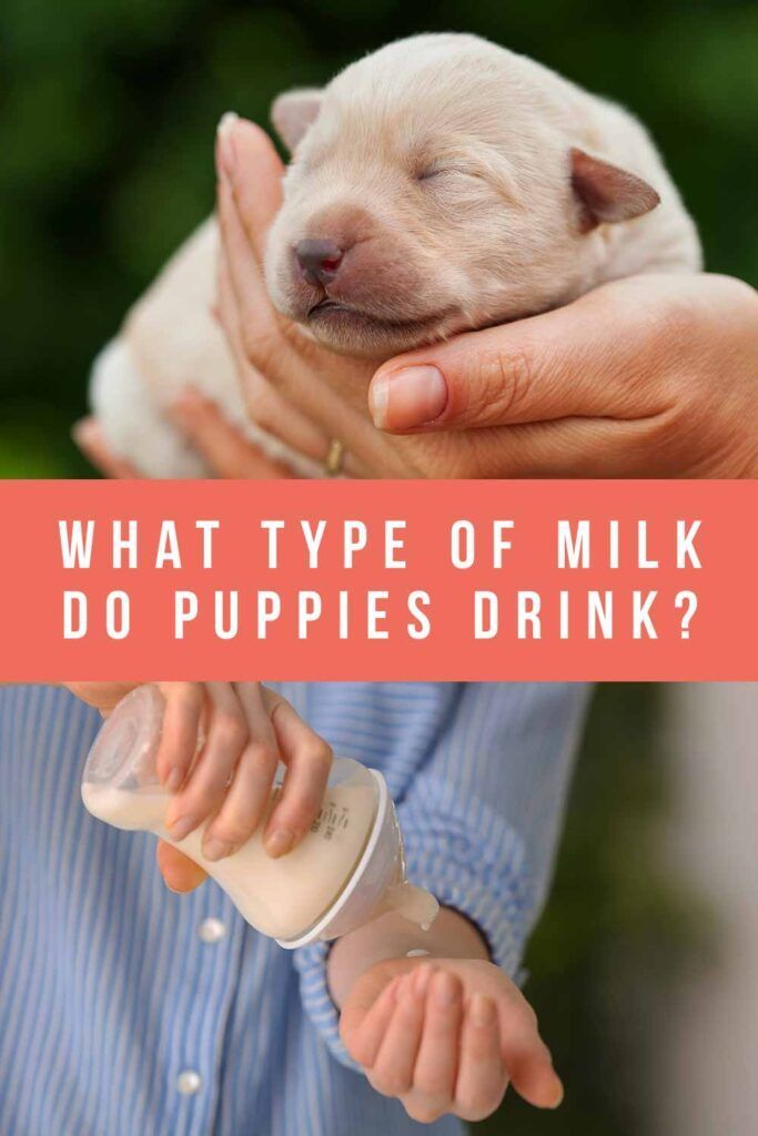 kokio tipo pieną geria šuniukai